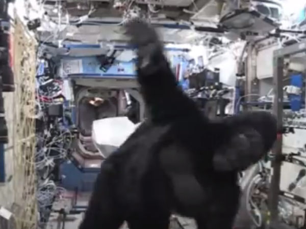 கொரில்லா வேடம்...