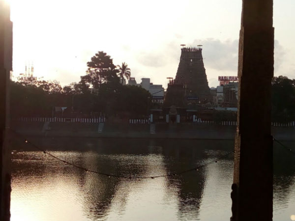 புன்னை மரம்