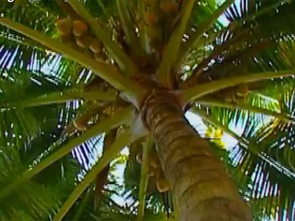 ரூ. 800 கோடியில் தென்னங்கன்று நடவுத் திட்டம்