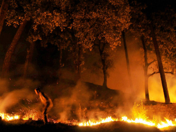 வனப்பகுதியில் காட்டுத்தீ