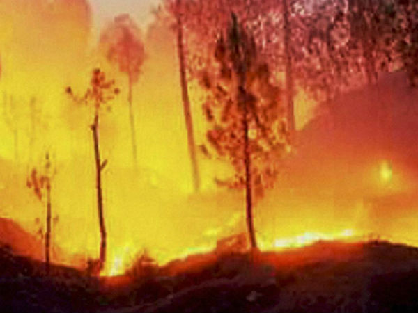 காடுகள் எரிந்து நாசம்