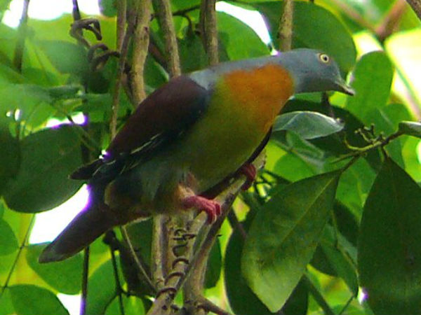 விலங்குகள், பறவைகள்