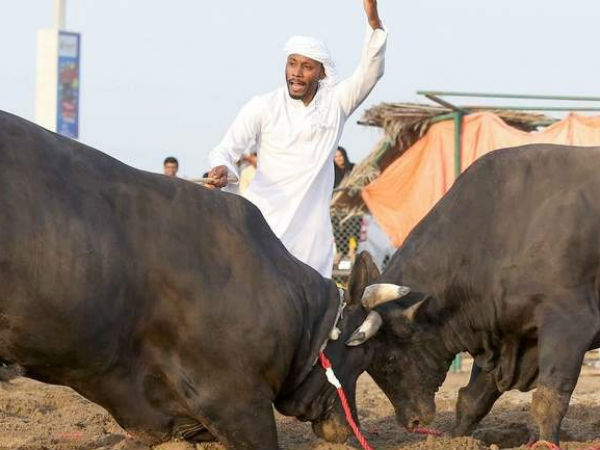 Bull fight impresses people of Fujairah Bull fight impresses people of Fujairah