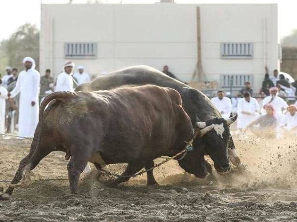 Bull fight impresses people of Fujairah Bull fight impresses people of Fujairah