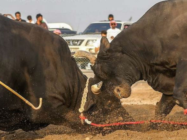 Bull fight impresses people of Fujairah Bull fight impresses people of Fujairah
