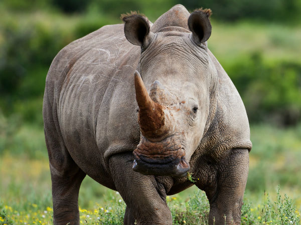 Female rhino rebuffs two male rhinos' advances, is brutally killed Female rhino rebuffs two male rhinos' advances, is brutally killed