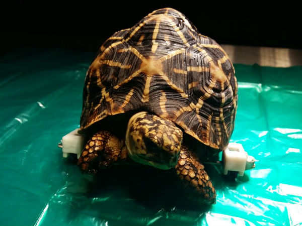 பெண் நட்சத்திர ஆமை...