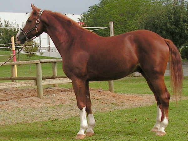 6 Race horses died when the truck in which they were traveled capsized 6 Race horses died when the truck in which they were traveled capsized