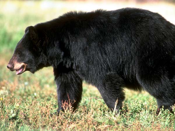 Bear attack kills three in Odisha Bear attack kills three in Odisha