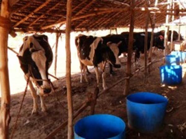 கால்நடை மருத்துவமனைகள் 