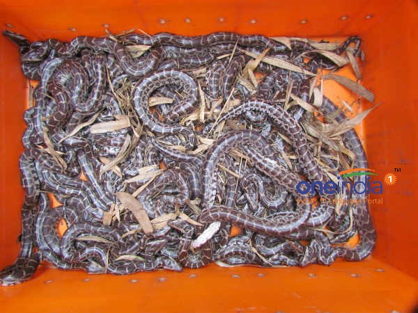 எலிதான் சாப்பாடு 