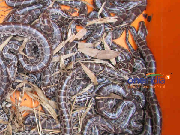 மலையில்தான் அதிகம் 