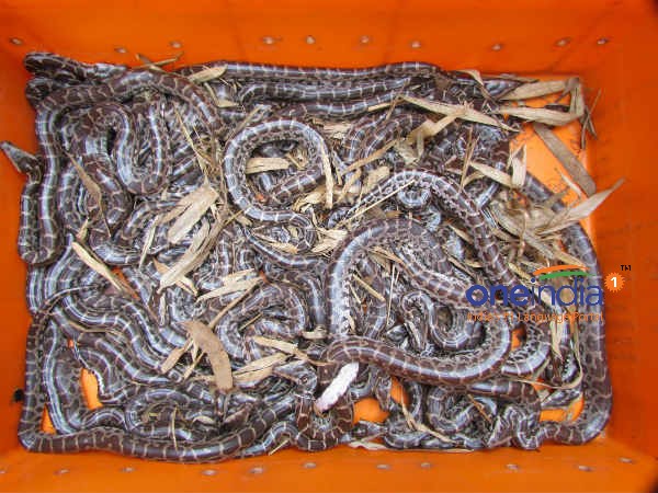 அடை காப்பதோடு ஓவர் 