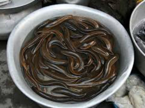 பாம்பு, தவளைகள் மார்க்கெட் 