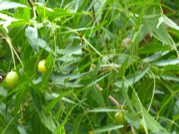 ஏமாற்றம்