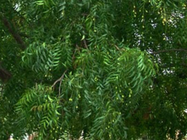 வீட்டு சுவரை இடிங்க 'பாஸ்'