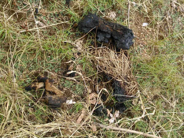 நெருப்பில் நாய்
