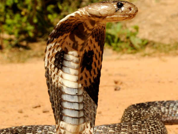 இருளர்கள்