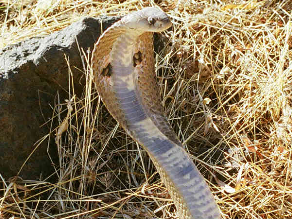 வனத்துறையினர் ஆய்வு