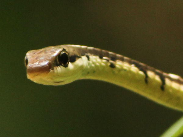 பாம்பாட்டிகளிடம் விசாரணை