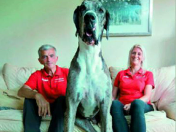 தெற்கு வேல்ஸ் நாய்