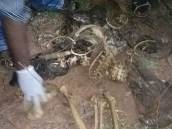  2 எலும்புக் கூடுகள்