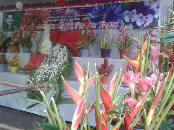 மலர்க் கண்காட்சி... மலர்க் கண்காட்சி...