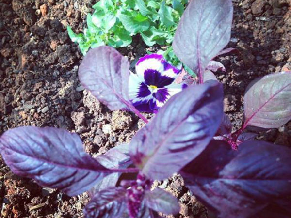 குப்பைகள்...