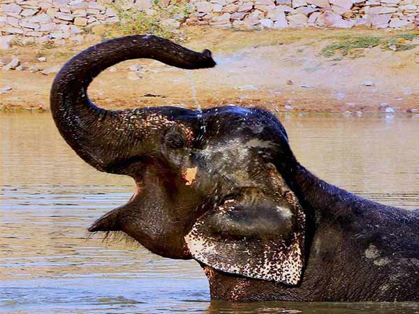 யானையை மீட்க...