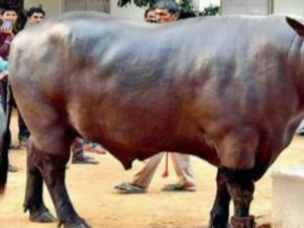 மேனி பளபளப்பு