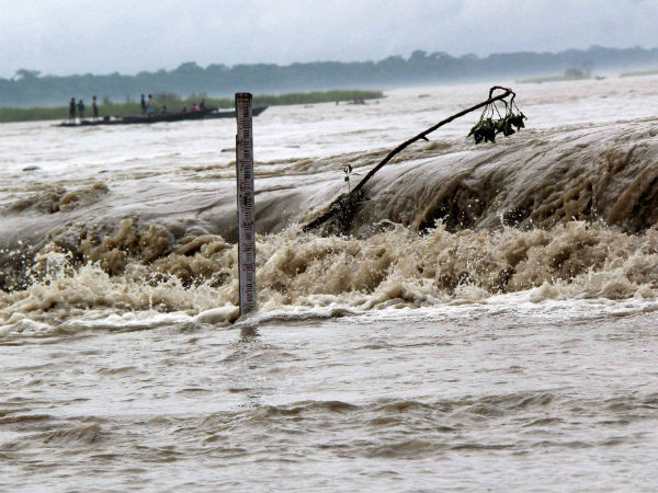 Elephant washed away in Assam flood dies in Bangladesh 