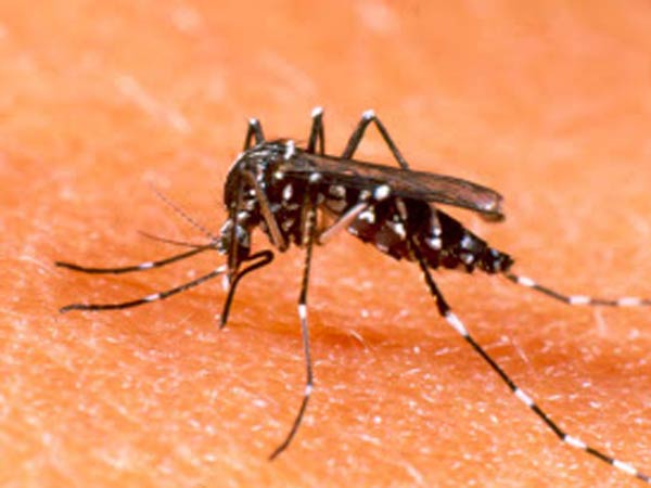 Dengue fear grips Tiruvallur villages Dengue fear grips Tiruvallur villages