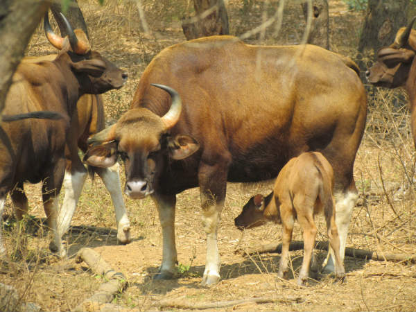 We can see Vandalur Zoo animals online - Jayalalithaa