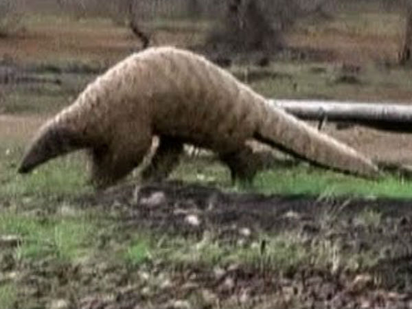 அழிந்து வரும் உயிரினங்கள்... 