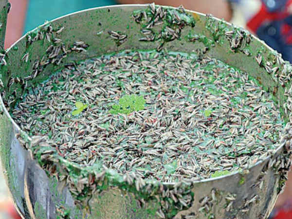 உற்பத்தியாகும் இடம் எது?
