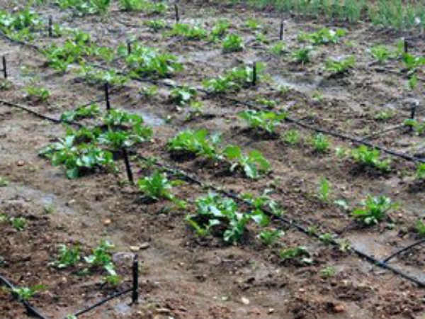 சொட்டு நீர்ப்பாசனம்