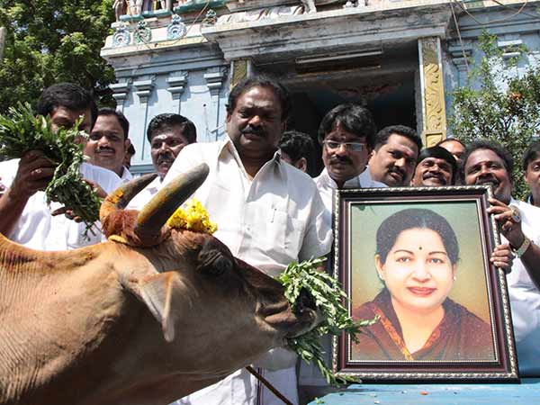 பசுவிற்கு அகத்திக்கீரை
