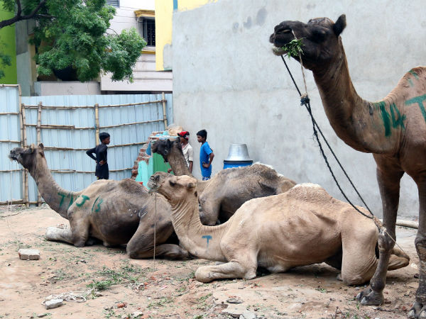 4 Camels arrive in Chennai for Bakrid 