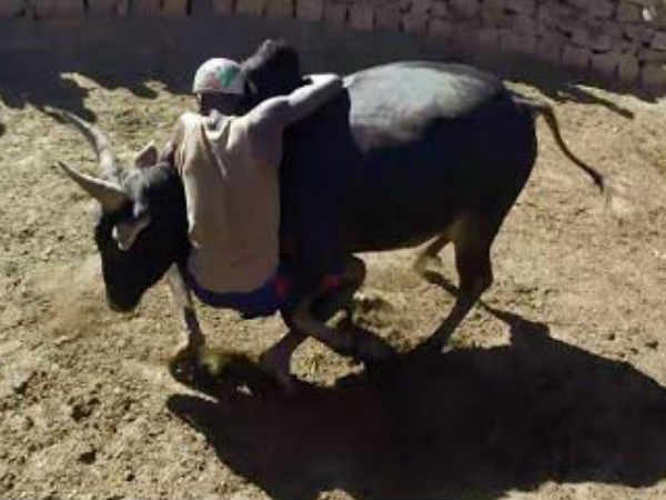 Jallikkattu in Madakaskar 