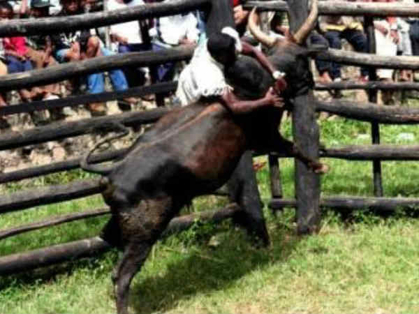 Jallikkattu in Madakaskar 