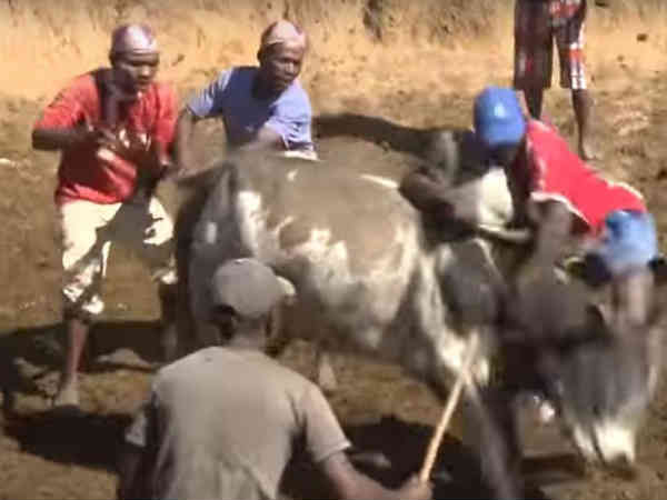 Jallikkattu in Madakaskar 