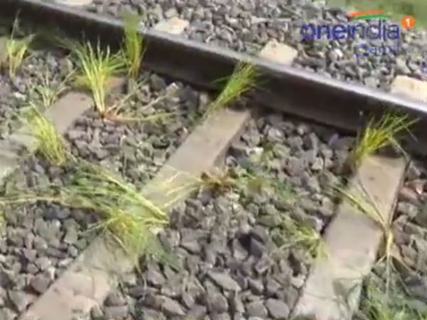 நாற்று நட்ட விவசாயிகள்