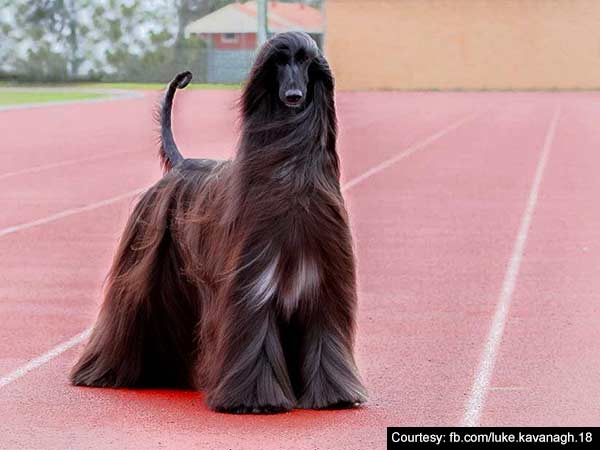An Aussie dog becomes internet sensation