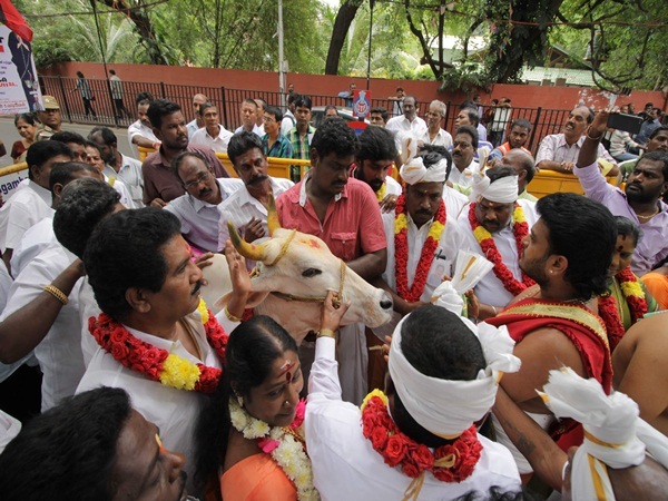 ADMK workers Gomatha Pooja for Jayalalithaa