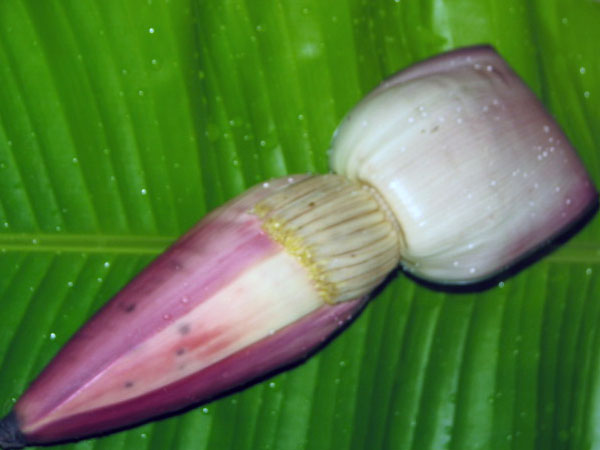 வாழைப்பூ