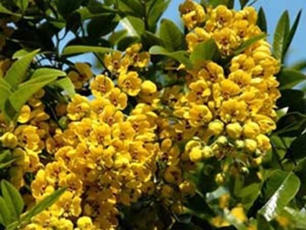 ஆவாரம்பூ