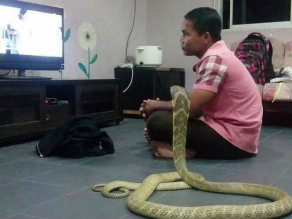 Thai man marries Pet snake, believes his dead girl friend reincarnated Thai man marries Pet snake, believes his dead girl friend reincarnated