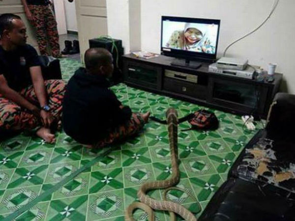 Thai man marries Pet snake, believes his dead girl friend reincarnated Thai man marries Pet snake, believes his dead girl friend reincarnated