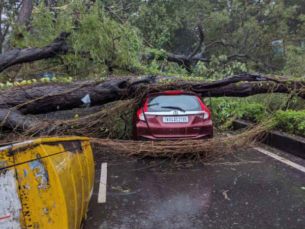 வேரோடு சாய்ந்த மரங்கள்
