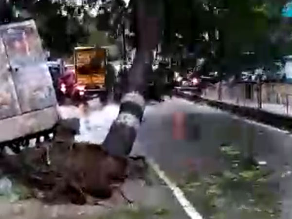 காடாக மாறிய சாலைகள்